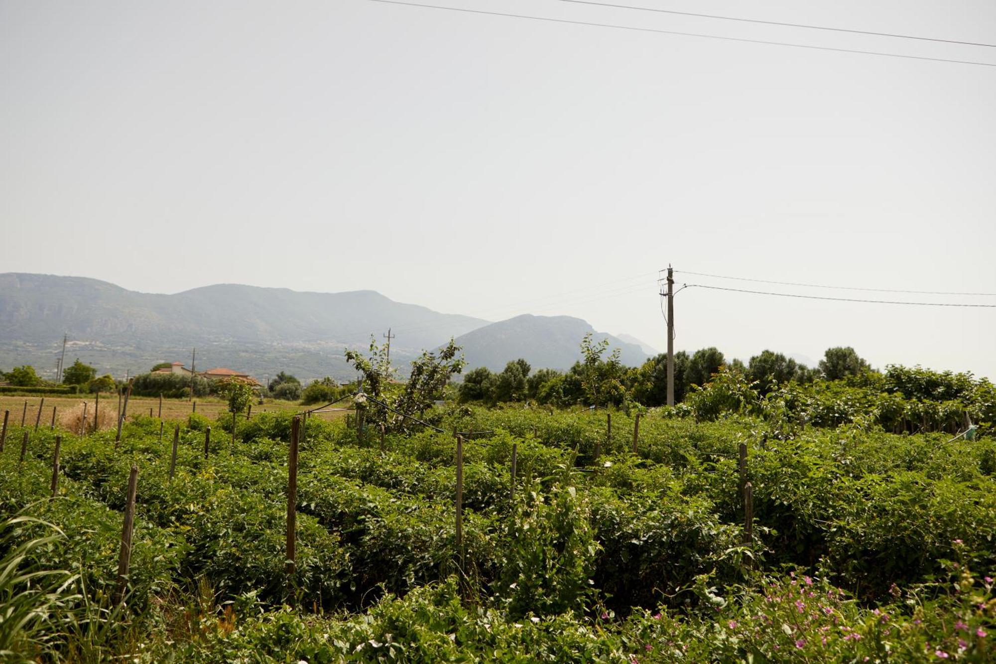 Il Vecchio Frantoio Villa Stella Cilento Eksteriør bilde